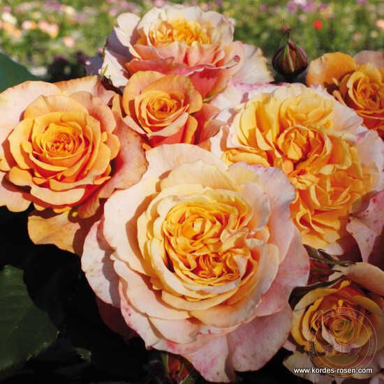 La villa cotta Rose Seedlings Flower Seeds Perennial Growing Bonsai Corms Tubers Potted Planting Reblooming Fragrant Garden Roots Rhizomes Species Blooms Plant Bulbs Gardening Tree