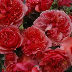 Laduree Rose Seedlings Flower Seeds Perennial Growing Bonsai Corms Tubers Potted Planting Reblooming Fragrant Garden Roots Rhizomes Species Blooms Plant Bulbs Gardening Tree