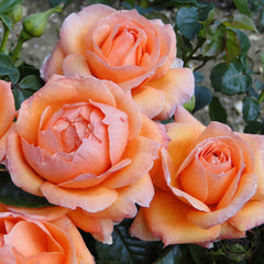 Lady Marmalade Rose Seedlings Flower Seeds Perennial Growing Bonsai Corms Tubers Potted Planting Reblooming Fragrant Garden Roots Rhizomes Species Blooms Plant Bulbs Gardening Tree