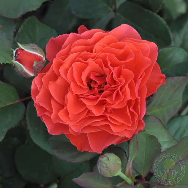 Lady of Belgrade eckad DE korail Rose Seedlings Flower Seeds Perennial Growing Bonsai Corms Tubers Potted Planting Reblooming Fragrant Garden Roots Rhizomes Species Blooms Plant Bulbs Gardening Tree