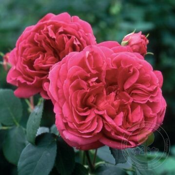 Lady ov megginch Rose Seedlings Flower Seeds Perennial Growing Bonsai Corms Tubers Potted Planting Reblooming Fragrant Garden Roots Rhizomes Species Blooms Plant Bulbs Gardening Tree