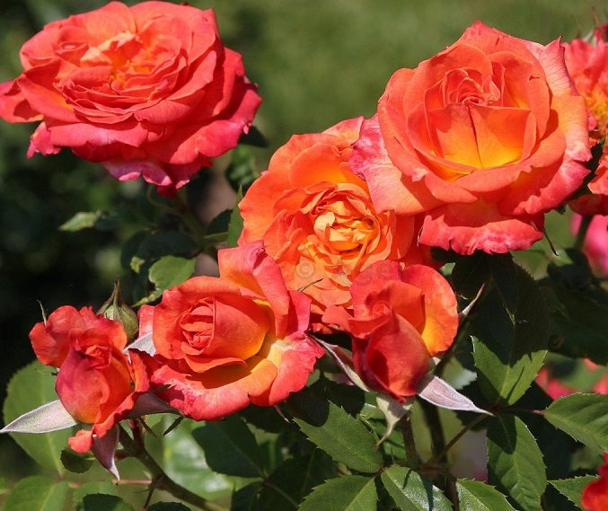 Feurio Rose Seedlings Flower Seeds Perennial Growing Bonsai Corms Tubers Potted Planting Reblooming Fragrant Garden Roots Rhizomes Species Blooms Plant Bulbs Gardening Tree - Seedsplant