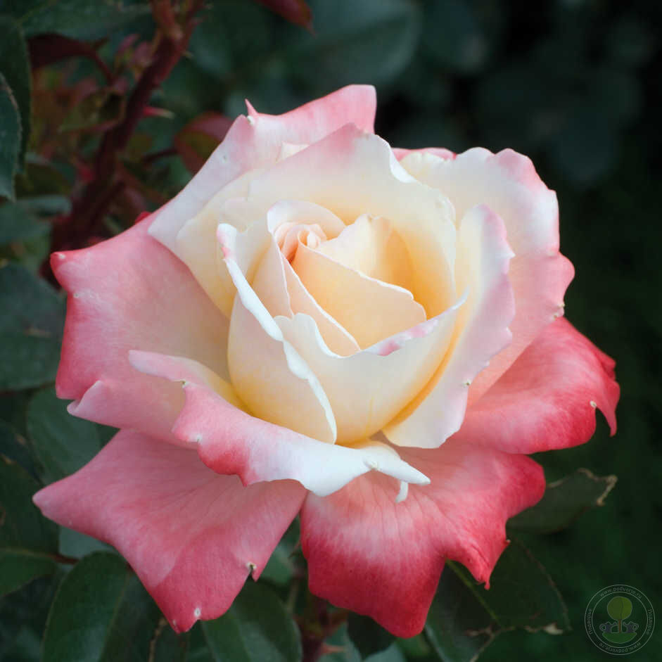 Leticia casta Rose Seedlings Flower Seeds Perennial Growing Bonsai Corms Tubers Potted Planting Reblooming Fragrant Garden Roots Rhizomes Species Blooms Plant Bulbs Gardening Tree