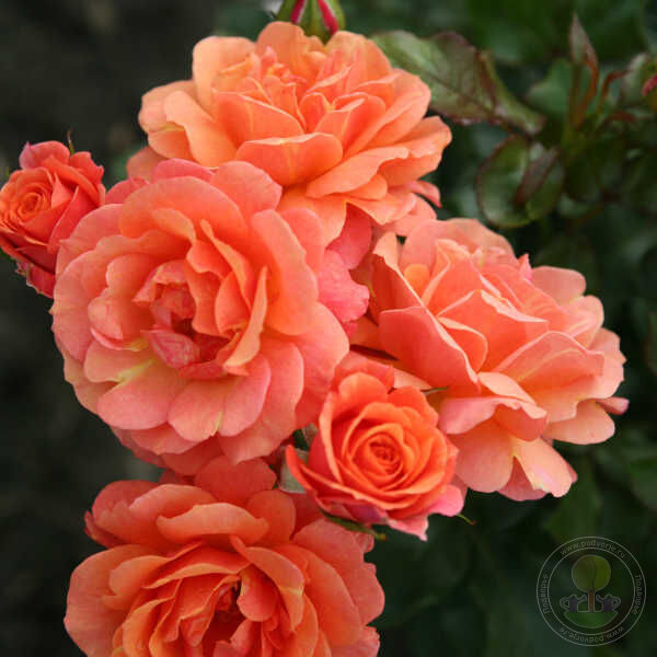 lambada Rose Seedlings Flower Seeds Perennial Growing Bonsai Corms Tubers Potted Planting Reblooming Fragrant Garden Roots Rhizomes Species Blooms Plant Bulbs Gardening Tree - Seedsplant