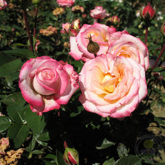 Laminuette Rose Seedlings Flower Seeds Perennial Growing Bonsai Corms Tubers Potted Planting Reblooming Fragrant Garden Roots Rhizomes Species Blooms Plant Bulbs Gardening Tree