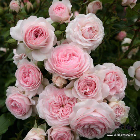 Larisa Rose Seedlings Flower Seeds Perennial Growing Bonsai Corms Tubers Potted Planting Reblooming Fragrant Garden Roots Rhizomes Species Blooms Plant Bulbs Gardening Tree