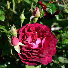 Lea Mege Rose Seedlings Flower Seeds Perennial Growing Bonsai Corms Tubers Potted Planting Reblooming Fragrant Garden Roots Rhizomes Species Blooms Plant Bulbs Gardening Tree