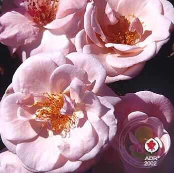 Leona Rose Seedlings Flower Seeds Perennial Growing Bonsai Corms Tubers Potted Planting Reblooming Fragrant Garden Roots Rhizomes Species Blooms Plant Bulbs Gardening Tree