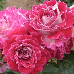 Light Blue Rose Seedlings Flower Seeds Perennial Growing Bonsai Corms Tubers Potted Planting Reblooming Fragrant Garden Roots Rhizomes Species Blooms Plant Bulbs Gardening Tree