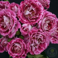 Let's Celebrate Rose Seedlings Flower Seeds Perennial Growing Bonsai Corms Tubers Potted Planting Reblooming Fragrant Garden Roots Rhizomes Species Blooms Plant Bulbs Gardening Tree