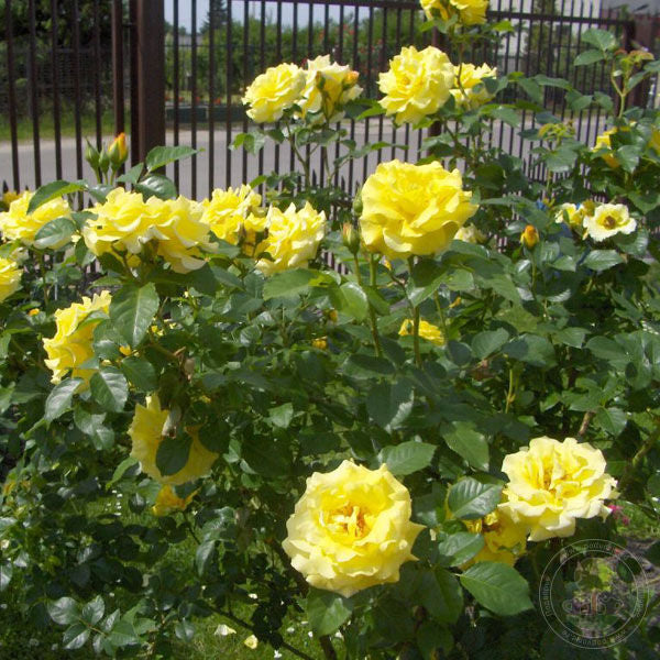 Lichtenigin Lucia Rose Seedlings Flower Seeds Perennial Growing Bonsai Corms Tubers Potted Planting Reblooming Fragrant Garden Roots Rhizomes Species Blooms Plant Bulbs Gardening Tree