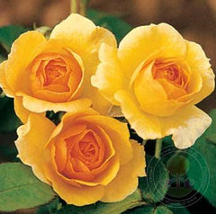 Lisa Rose Seedlings Flower Seeds Perennial Growing Bonsai Corms Tubers Potted Planting Reblooming Fragrant Garden Roots Rhizomes Species Blooms Plant Bulbs Gardening Tree