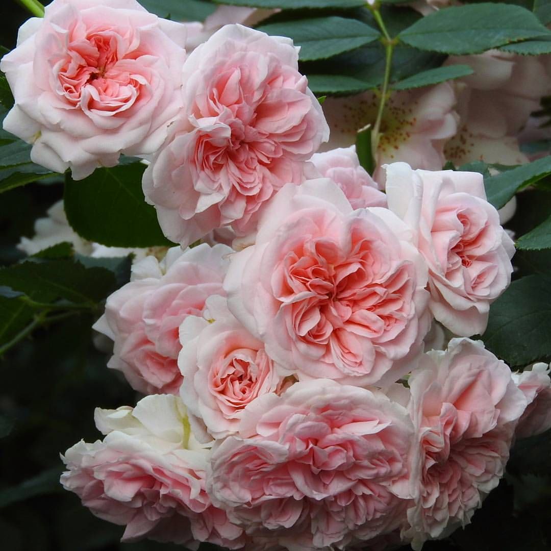 Granny Rose Seedlings Flower Seeds Perennial Growing Bonsai Corms Tubers Potted Planting Reblooming Fragrant Garden Roots Rhizomes Species Blooms Plant Bulbs Gardening Tree