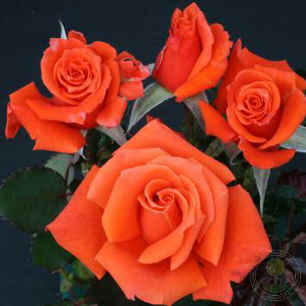 Living Daylights Rose Seedlings Flower Seeds Perennial Growing Bonsai Corms Tubers Potted Planting Reblooming Fragrant Garden Roots Rhizomes Species Blooms Plant Bulbs Gardening Tree - Seedsplant