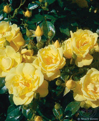 Loredo Rose Seedlings Flower Seeds Perennial Growing Bonsai Corms Tubers Potted Planting Reblooming Fragrant Garden Roots Rhizomes Species Blooms Plant Bulbs Gardening Tree