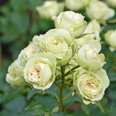 Loveley green Rose Seedlings Flower Seeds Perennial Growing Bonsai Corms Tubers Potted Planting Reblooming Fragrant Garden Roots Rhizomes Species Blooms Plant Bulbs Gardening Tree - Seedsplant