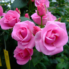 Lucky me Rose Seedlings Flower Seeds Perennial Growing Bonsai Corms Tubers Potted Planting Reblooming Fragrant Garden Roots Rhizomes Species Blooms Plant Bulbs Gardening Tree