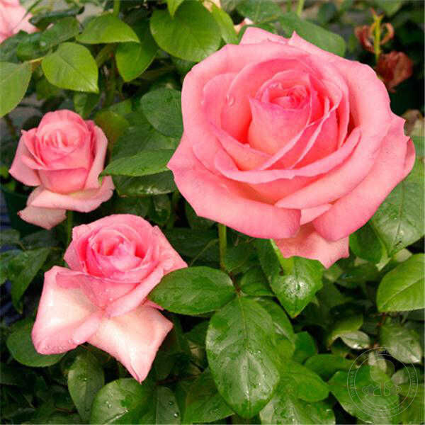 Grafin Bettina Ma Normandie Rose Seedlings Flower Seeds Perennial Growing Bonsai Corms Tubers Potted Planting Reblooming Fragrant Garden Roots Rhizomes Species Blooms Plant Bulbs Gardening Tree