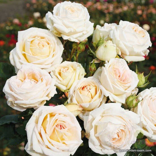 Madame anisette Rose Seedlings Flower Seeds Perennial Growing Bonsai Corms Tubers Potted Planting Reblooming Fragrant Garden Roots Rhizomes Species Blooms Plant Bulbs Gardening Tree