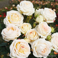 Madame anisette Rose Seedlings Flower Seeds Perennial Growing Bonsai Corms Tubers Potted Planting Reblooming Fragrant Garden Roots Rhizomes Species Blooms Plant Bulbs Gardening Tree