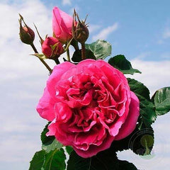 Madame Bovary Rose Seedlings Flower Seeds Perennial Growing Bonsai Corms Tubers Potted Planting Reblooming Fragrant Garden Roots Rhizomes Species Blooms Plant Bulbs Gardening Tree