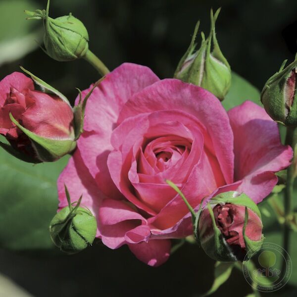 Madame DE stahl Rose Seedlings Flower Seeds Perennial Growing Bonsai Corms Tubers Potted Planting Reblooming Fragrant Garden Roots Rhizomes Species Blooms Plant Bulbs Gardening Tree