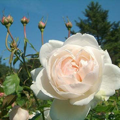 Madame Figaro Rose Seedlings Flower Seeds Perennial Growing Bonsai Corms Tubers Potted Planting Reblooming Fragrant Garden Roots Rhizomes Species Blooms Plant Bulbs Gardening Tree