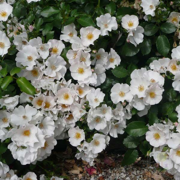 Maid of Honour Rose Seedlings Flower Seeds Perennial Growing Bonsai Corms Tubers Potted Planting Reblooming Fragrant Garden Roots Rhizomes Species Blooms Plant Bulbs Gardening Tree