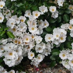 Maid of Honour Rose Seedlings Flower Seeds Perennial Growing Bonsai Corms Tubers Potted Planting Reblooming Fragrant Garden Roots Rhizomes Species Blooms Plant Bulbs Gardening Tree