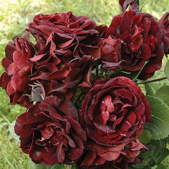 Malicorne Rose Seedlings Flower Seeds Perennial Growing Bonsai Corms Tubers Potted Planting Reblooming Fragrant Garden Roots Rhizomes Species Blooms Plant Bulbs Gardening Tree
