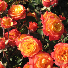 Signed mambo Rose Seedlings Flower Seeds Perennial Growing Bonsai Corms Tubers Potted Planting Reblooming Fragrant Garden Roots Rhizomes Species Blooms Plant Bulbs Gardening Tree