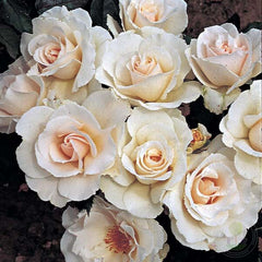 Margaret Merril Rose Plant Seedlings Flower Seeds Perennial Growing Bonsai Corms Tubers Potted Planting Reblooming Fragrant Garden Roots Rhizomes Species Blooms Bulbs Gardening Tree