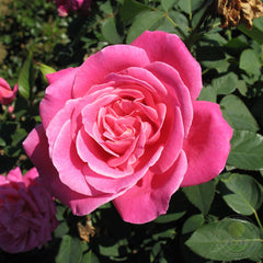Maria Callas Rose Seedlings Flower Seeds Perennial Growing Bonsai Corms Tubers Potted Planting Reblooming Fragrant Garden Roots Rhizomes Species Blooms Plant Bulbs Gardening Tree