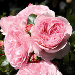Mariatheresia Rose Seedlings Flower Seeds Perennial Growing Bonsai Corms Tubers Potted Planting Reblooming Fragrant Garden Roots Rhizomes Species Blooms Plant Bulbs Gardening Tree