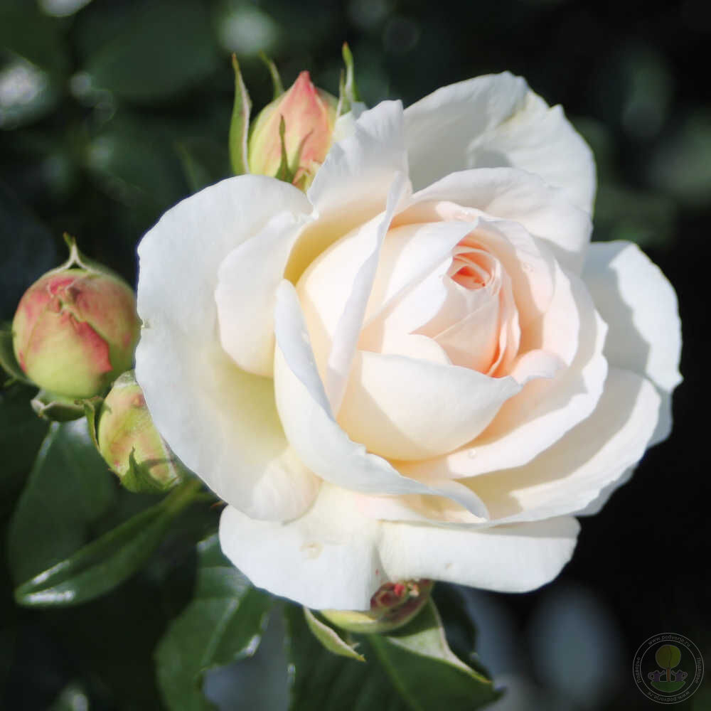 Marie Antoinette Rose Seedlings Flower Seeds Perennial Growing Bonsai Corms Tubers Potted Planting Reblooming Fragrant Garden Roots Rhizomes Species Blooms Plant Bulbs Gardening Tree