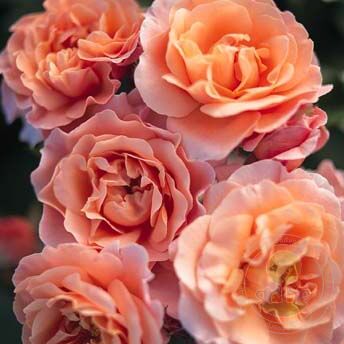 Marie Curie Rose Seedlings Flower Seeds Perennial Growing Bonsai Corms Tubers Potted Planting Reblooming Fragrant Garden Roots Rhizomes Species Blooms Plant Bulbs Gardening Tree