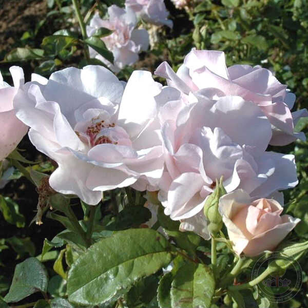 Marie-Louise Drevon Rose Seedlings Flower Seeds Perennial Growing Bonsai Corms Tubers Potted Planting Reblooming Fragrant Garden Roots Rhizomes Species Blooms Plant Bulbs Gardening Tree
