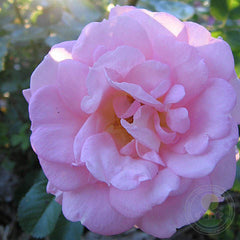 Marie victorin Rose Seedlings Flower Seeds Perennial Growing Bonsai Corms Tubers Potted Planting Reblooming Fragrant Garden Roots Rhizomes Species Blooms Plant Bulbs Gardening Tree