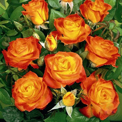 Marietta TANatiram Rose Seedlings Flower Seeds Perennial Growing Bonsai Corms Tubers Potted Planting Reblooming Fragrant Garden Roots Rhizomes Species Blooms Plant Bulbs Gardening Tree