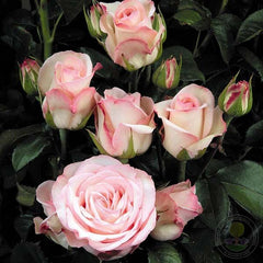 Marietta spray Rose Seedlings Flower Seeds Perennial Growing Bonsai Corms Tubers Potted Planting Reblooming Fragrant Garden Roots Rhizomes Species Blooms Plant Bulbs Gardening Tree