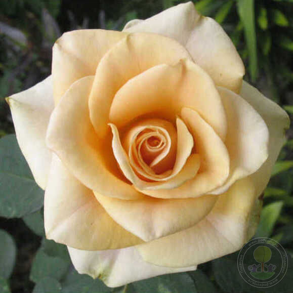 Marilyn Monroe Rose Seedlings Flower Seeds Perennial Growing Bonsai Corms Tubers Potted Planting Reblooming Fragrant Garden Roots Rhizomes Species Blooms Plant Bulbs Gardening Tree