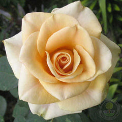 Marilyn Monroe Rose Seedlings Flower Seeds Perennial Growing Bonsai Corms Tubers Potted Planting Reblooming Fragrant Garden Roots Rhizomes Species Blooms Plant Bulbs Gardening Tree - Seedsplant