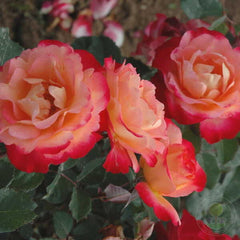 Marseille En Fleurs Rose Seedlings Flower Seeds Perennial Growing Bonsai Corms Tubers Potted Planting Reblooming Fragrant Garden Roots Rhizomes Species Blooms Plant Bulbs Gardening Tree - Seedsplant