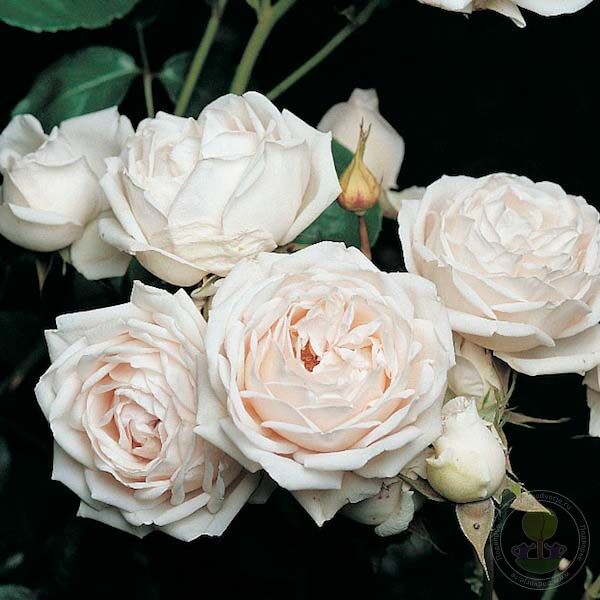 Martine Guillot Rose Seedlings Flower Seeds Perennial Growing Bonsai Corms Tubers Potted Planting Reblooming Fragrant Garden Roots Rhizomes Species Blooms Plant Bulbs Gardening Tree