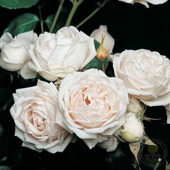 Martine Guillot Rose Seedlings Flower Seeds Perennial Growing Bonsai Corms Tubers Potted Planting Reblooming Fragrant Garden Roots Rhizomes Species Blooms Plant Bulbs Gardening Tree