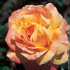 Marvel come on Rose Seedlings Flower Seeds Perennial Growing Bonsai Corms Tubers Potted Planting Reblooming Fragrant Garden Roots Rhizomes Species Blooms Plant Bulbs Gardening Tree
