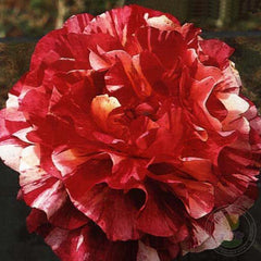 Maurice utrillo Rose Seedlings Flower Seeds Perennial Growing Bonsai Corms Tubers Potted Planting Reblooming Fragrant Garden Roots Rhizomes Species Blooms Plant Bulbs Gardening Tree