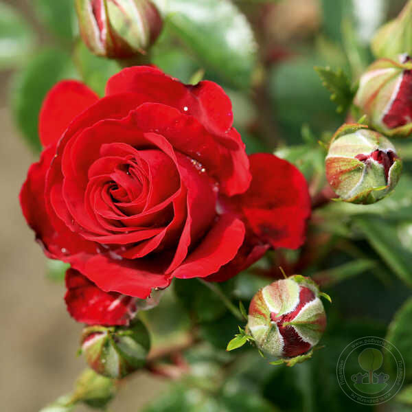 Medley Ruby Rose Seedlings Flower Seeds Perennial Growing Bonsai Corms Tubers Potted Planting Reblooming Fragrant Garden Roots Rhizomes Species Blooms Plant Bulbs Gardening Tree - Seedsplant