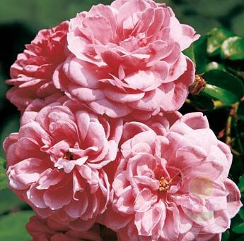 Medley Soft Pink Rose Plant Seedlings Flower Seeds Perennial Growing Bonsai Corms Tubers Potted Planting Reblooming Fragrant Garden Roots Rhizomes Species Blooms Bulbs Gardening Tree