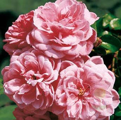 Medley Soft Pink Rose Plant Seedlings Flower Seeds Perennial Growing Bonsai Corms Tubers Potted Planting Reblooming Fragrant Garden Roots Rhizomes Species Blooms Bulbs Gardening Tree